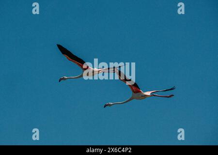 Due fenicotteri in volo contro un cielo azzurro Foto Stock