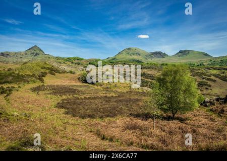 Le brughiere sopra Beddgellert a Snowdonia nel Galles del Nord. Nantmor e Nant Gwynant. Si ritiene che il suo nome sia dovuto al leggendario levriero Gelert. Foto Stock