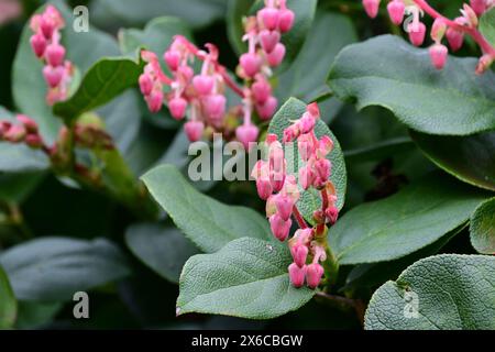 Gaultheria shallon, Secret Gardens, How Hill, Norfolk, Inghilterra, REGNO UNITO Foto Stock