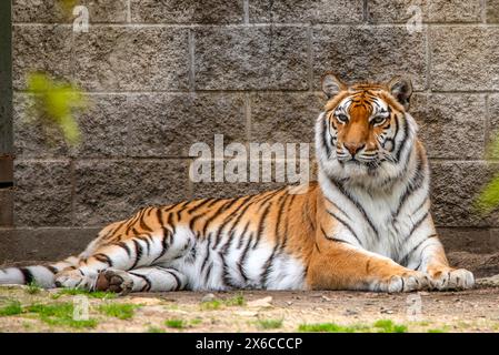 Tigre di Sumatra Foto Stock