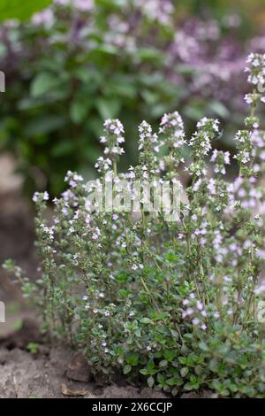 Fioritura profumata di timo, timo serpillo, fiorisce in giardino d'estate. Foto Stock