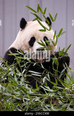 Carino panda gigante (Tian Tian) che mangia bambù nello zoo nazionale dello Smithsonian di Washington DC Foto Stock