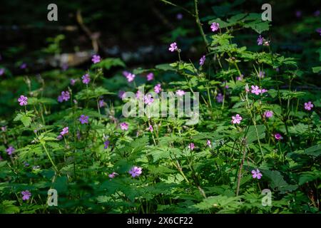 Un tappeto della gru di Robert in una foresta in primavera. Foto Stock