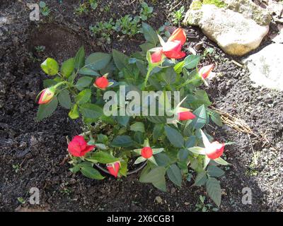 Vista dall'alto di un piccolo cespuglio di rose con gemme chiuse. Luce e ombra su un cespuglio di rose. Foto Stock