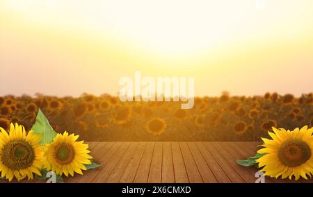 Girasoli su tavolo in legno nel campo all'alba, design striscione Foto Stock