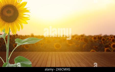 Campo di girasole e tavolo di legno vuoto all'alba, concentrazione selettiva. Spazio per il design Foto Stock