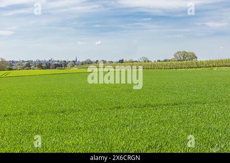 Campi appena seminati con un frutteto di pere, vicino alla zona di Liegi, famosa per il suo sciroppo Foto Stock