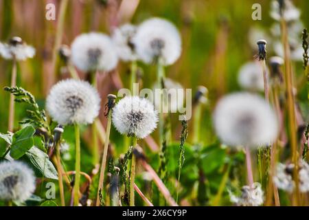 Teste di seme di dente di leone nel prato, vista Macro a livello dell'occhio Foto Stock