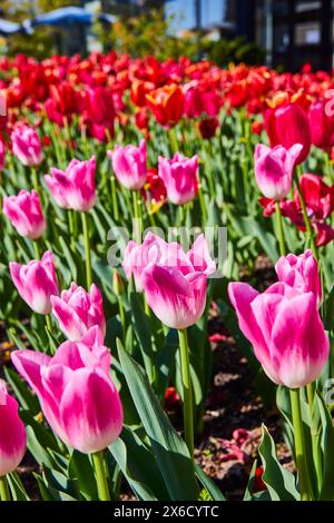 Vibranti tulipani rosa e rossi nell'Urban Park, Low Perspective Foto Stock