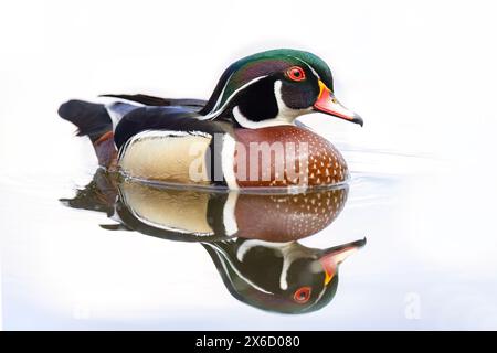 Primo piano di un'anatra di legno che nuota sul lago di fango a Ottawa, Canada Foto Stock