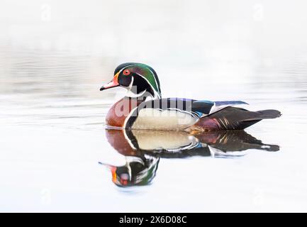 Primo piano di un'anatra di legno che nuota sul lago di fango a Ottawa, Canada Foto Stock