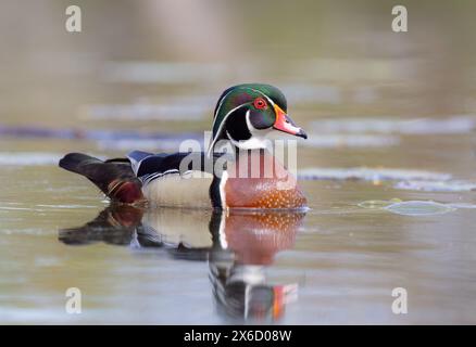 Primo piano di un riflesso maschile di anatra di legno che nuota sul lago di fango a Ottawa, Canada Foto Stock