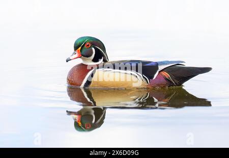 Primo piano di un'anatra di legno che nuota sul lago di fango a Ottawa, Canada Foto Stock