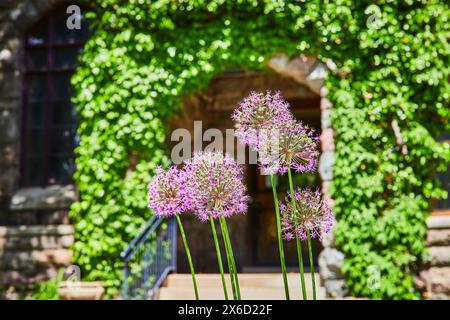 Purple Alliums con edificio in pietra ricoperto di edera sullo sfondo, vista a livello dell'occhio Foto Stock