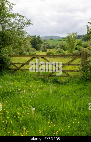 Un cancello di legno a cinque bar poco usato in un campo circondato da erba lunga, coppe di burro e fiori selvatici con colline e cielo sullo sfondo. Foto Stock