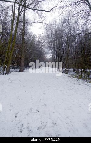 winter landscape with snow and trees, Nordic noir backdrop Foto Stock