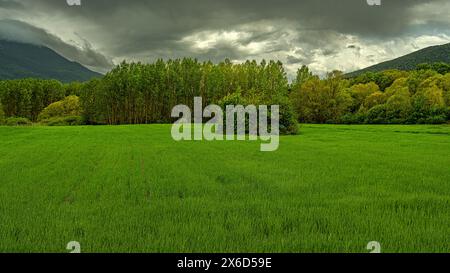 Sotto un cielo nuvoloso un campo di grano verde si estende fino a un pioppo e a una foresta. Valle del Tirino, Gran Sasso e Parco Nazionale Monti della Laga, Abruzzo Foto Stock