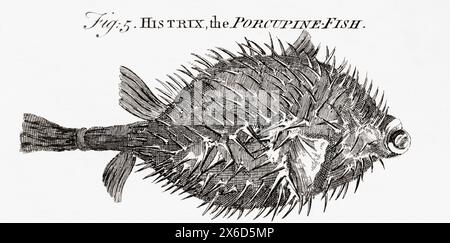 Incisione del XVIII secolo, di T Jefferys, del porcupinefish (Diodon hystrix), noto anche come porcupinefish maculato, porcupinefish maculato o porcupinefish. Foto Stock