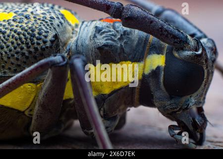 Batocera rubus o coleottero Manggo longhorn è uno dei parassiti per il manggo, il durian e altri grandi alberi. Le larve si foravano nell'albero causando danni Foto Stock