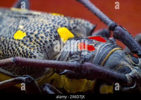 Batocera rubus o coleottero Manggo longhorn è uno dei parassiti per il manggo, il durian e altri grandi alberi. Le larve si foravano nell'albero causando danni Foto Stock