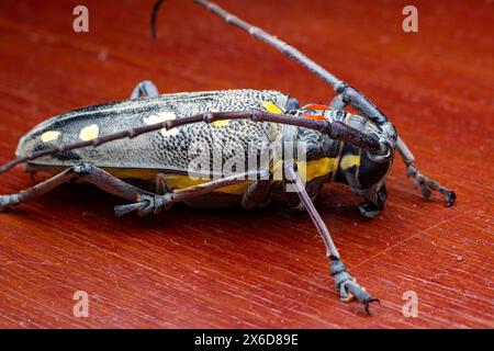 Batocera rubus o coleottero Manggo longhorn è uno dei parassiti per il manggo, il durian e altri grandi alberi. Le larve si foravano nell'albero causando danni Foto Stock