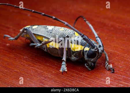 Batocera rubus o coleottero Manggo longhorn è uno dei parassiti per il manggo, il durian e altri grandi alberi. Le larve si foravano nell'albero causando danni Foto Stock