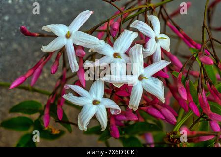 La fioritura della pianta di arrampicata del gelsomino di marzo, Jasminum polyanthum. Abruzzo, Italia, Europa Foto Stock