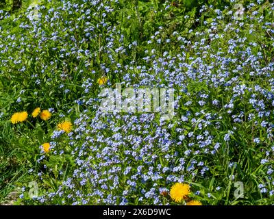 Confine selvaggio in primavera con Forget me nots o Myosotis un genere di piante in fiore della famiglia Boraginaceae. Foto Stock