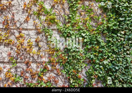 Crescita stagionale dell'edera sulle mura urbane, vista a livello dell'occhio Foto Stock