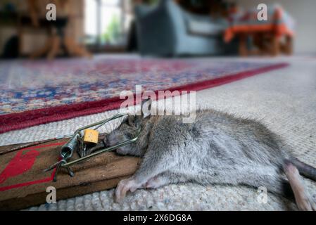 Giovane ratto bruno / ratto comune / ratto norvegese / ratto norvegese / ratto norvegese (Rattus norvegicus) giovane intrappolato / ucciso nel bar caricato a molla mousetrap dentro casa Foto Stock