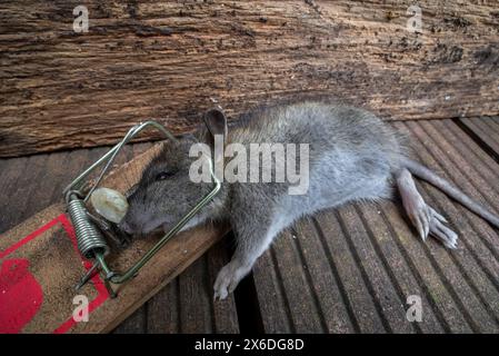 Giovane ratto bruno / ratto comune / ratto norvegese / ratto norvegese / ratto norvegese (Rattus norvegicus) giovane intrappolato / ucciso nel bar caricato a molla mousetrap in giardino Foto Stock