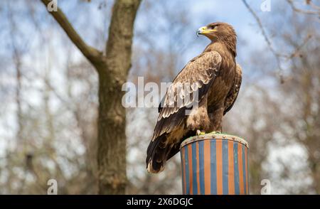 Golden Eagle, che si innalza all'aperto con la sua maestosa presenza Foto Stock