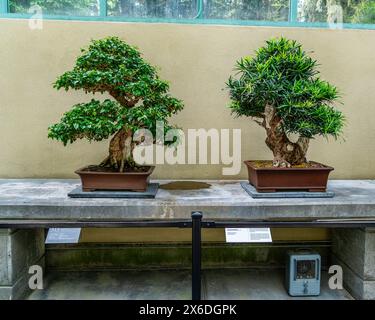 Due alberi di bonsai in un giardino a Federal Way, Washington. Foto Stock