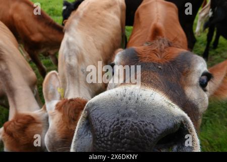 Jersey Calf indaga Foto Stock
