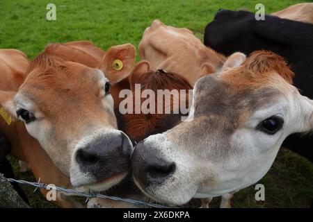 I vitelli della Jersey toccano il naso Foto Stock