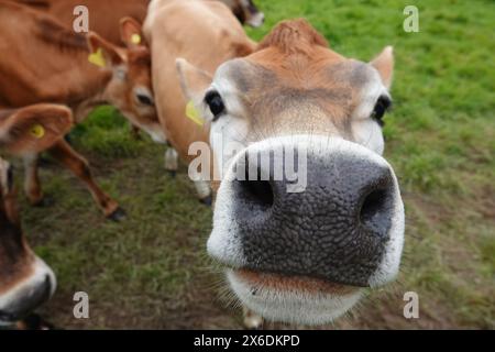 Amichevole Jersey Calf Foto Stock