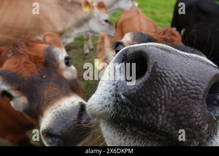 Maglia con naso in polpaccio Foto Stock