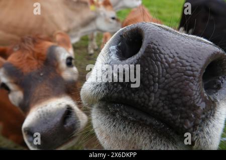 Curiosi vitelli Jersey Foto Stock