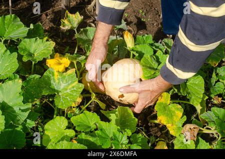 mani di un uomo che prende una zucca dal suo frutteto Foto Stock