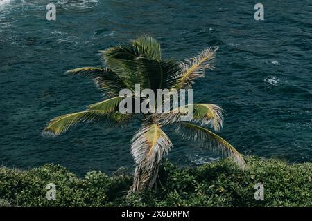 Palma solitaria su una scogliera costiera che si affaccia sull'oceano in Martinica, catturando la serenità tropicale e la bellezza naturale dell'isola caraibica. Foto Stock