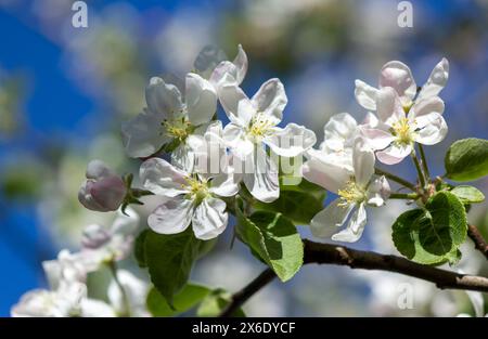 In primavera fioriscono gli alberi di mela, la delicata fioritura primaverile delle mele, il bellissimo bokeh Foto Stock