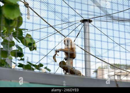 gibbon lar gibbon Hylobates lar in pericolo di estinzione primate nel suo habitat in cattività sotto rete nello zoo di Sofia, Sofia Bulgaria, Europa, UE Foto Stock