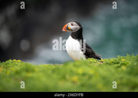 Atlantic Puffins su Skomer Island, Pembrokeshire, Galles Foto Stock