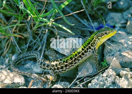 Lucertola di Crimea (Podarcis tauricus tauricus, maschio). Feodosiya bassa montagna Frigana arbusti-steppa. Montagne di Crimea Foto Stock