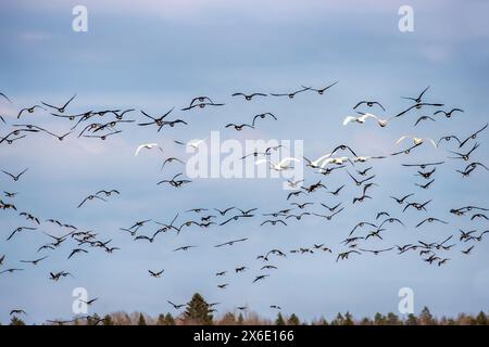 Confezione mista di fagioli (Anser fabalis) e cigno (Cygnus cygnus) sui campi invernali e sulle foreste durante l'inverno in Europa Foto Stock