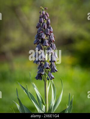 Una Fritillaria Persica, comunemente nota come il Giglio persiano, pianta che fiorisce nel giardino primaverile. Messa a fuoco selettiva del bocciolo di fiori. Sfondo. Foto Stock