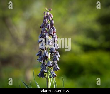 Una Fritillaria Persica, comunemente nota come il Giglio persiano, pianta che fiorisce nel giardino primaverile. Messa a fuoco selettiva del bocciolo di fiori. Sfondo. Foto Stock