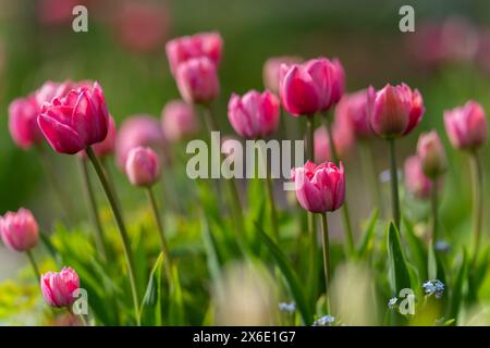 Tulipani rosa che iniziano a fiorire nel campo di tulipani in giardino. Messa a fuoco selettiva. Sfondo tulipani rosa. Foto Stock