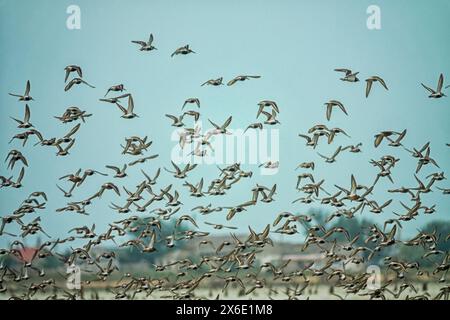 Migrazione delle limicolae (predominano stint, dunlin e curlew sandpiper) sulla costa di Arabatskaya Strelka, lago Sivash. Stop-over di maggio Foto Stock