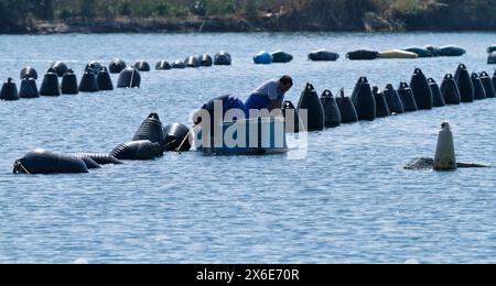 L'Italia, sicilia, Ganzirri (Messina), i pescatori che lavorano in una mitilicoltura Foto Stock